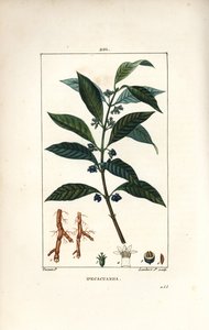 Ipeca vagy Ipecacuana - Ipecacuanha, Psychotria emetica, levéllel, virággal és gyökérrel. Lambert Junior kézi csíkos rézmetszet Pierre Jean-Francois Turpin rajzából Chaumetonból, Poiret és Chamberet „” La Flore Medicale”” Par alkotó: Pierre Jean Francois Turpin