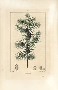 Borókafa, Juniperus vulgaris, levél, bogyó és szár látható. Lambert Junior kézi csíkos rézmetszet Pierre Jean-Francois Turpin rajzából Chaumetonból, Poiret és Chamberet „” La Flore Medicale” című művéből, Paris, Panckoucke