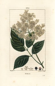 Nagy bodza vagy fekete bodza - Közönséges bodza, Sambucus nigra. Lambert Junior kézi csíkos rézmetszet Pierre Jean-Francois Turpin rajzából Chaumetonból, Poiret és Chamberet „” La Flore Medicale” című művéből, Paris, Panck alkotó: Pierre Jean Francois Turpin