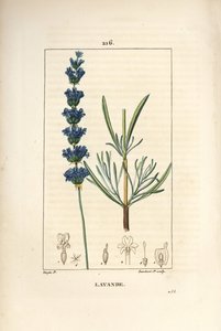 Levendula aszpik - Levendula, Lavendula spica. Lambert Junior kézi csíkos rézmetszet Pierre Jean-Francois Turpin rajzából Chaumetonból, Poiret és Chamberet „” La Flore Medicale” című művéből, Paris, Panckoucke alkotó: Pierre Jean Francois Turpin
