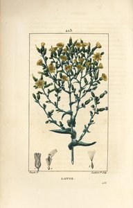 Saláta - Saláta, Lactuca sativa. Lambert Junior kézi csíkos rézmetszet Pierre Jean-Francois Turpin rajzából Chaumetonból, Poiret és Chamberet „” La Flore Medicale” című művéből, Paris, Panckoucke alkotó: Pierre Jean Francois Turpin