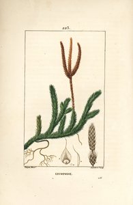 Lycopod officinal vagy fű ütőkkel - Közönséges klubmoha, Lycopodium clavatum. Lambert Junior kézi csíkos rézmetszet Pierre Jean-Francois Turpin rajzából Chaumetonból, Poiret és Chamberet „” La Flore Medicale”, Párizs, alkotó: Pierre Jean Francois Turpin