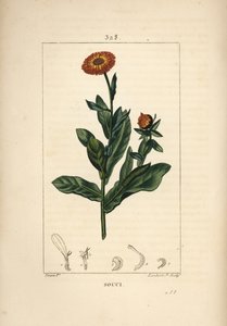 Körömvirág, Calendula officinalis, virággal, levéllel és szárral. Lambert Junior kézi csíkos rézmetszet Pierre Jean-Francois Turpin rajzából Chaumetonból, Poiret és Chamberet „” La Flore Medicale” című művéből, Paris, Panckoucke alkotó: Pierre Jean Francois Turpin