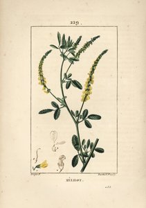 Melilot - Melilot hártya, Melitotus officinarum. Lambert Junior kézi csíkos rézmetszet Pierre Jean-Francois Turpin rajzából Chaumetonból, Poiret és Chamberet „” La Flore Medicale” című művéből, Paris, Panckoucke alkotó: Pierre Jean Francois Turpin