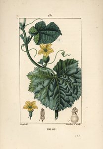 Dinnyevirágok – Dinnyevirág, Cucumis melo, virággal, levéllel és indával. Lambert Junior kézi csíkos rézmetszet Pierre Jean-Francois Turpin rajzából Chaumetonból, Poiret és Chamberet „” La Flore Medicale” című művéből, Paris, Panc alkotó: Pierre Jean Francois Turpin