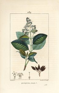Michurago vagy fruta de mono, Ladenbergia macrocarpa (Cinchona ovalifolia), virággal, levéllel, szárral és maggal. Lambert Junior kézi csíkos rézmetszet Pierre Jean-Francois Turpin rajzából Chaumetonból, Poiret és Chamberet " alkotó: Pierre Jean Francois Turpin