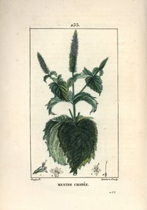 Menta crispee, fodros vagy üreges - Fodros menta, Mentha crispa. Lambert Junior kézi csíkos rézmetszet Pierre Jean-Francois Turpin rajzából Chaumetonból, Poiret és Chamberet „” La Flore Medicale” című művéből, Paris, Panckoucke alkotó: Pierre Jean Francois Turpin