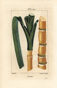 Nemesnád - Cukornád, Saccharum officinarum, szár és levél. Lambert Junior kézi csíkos rézmetszet Pierre Jean-Francois Turpin rajzából Chaumetonból, Poiret és Chamberet „” La Flore Medicale” című művéből, Paris, Panckoucke alkotó: Pierre Jean Francois Turpin