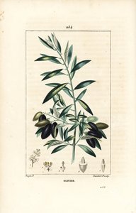 Olivier - Olajfa, Olea europaea, levéllel, ággal, gyümölccsel és maggal. Lambert Junior kézi csíkos rézmetszet Pierre Jean-Francois Turpin rajzából Chaumetonból, Poiret és Chamberet „” La Flore Medicale” című művéből, Paris, Panckou alkotó: Pierre Jean Francois Turpin