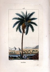 Pálma datolya Pálma, Phoenix dactylifera, gyümölcsöt és leveleket mutat a tájon piramisokkal és folyóval. Dubois kézzel színezett rézmetszet, Pierre Jean-Francois Turpin Chaumeton rajzából, Poiret et Chamberet „” La” című művéből alkotó: Pierre Jean Francois Turpin