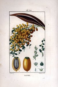 Pálmaág és datolya - Datolyapálma, Phoenix dactylifera, ágon érett gyümölcsökkel, metszetben egyedi terméssel. Lambert kézi színű rézmetszet, Pierre Jean-Francois Turpin rajzából, Chaumetonból, Poiret et Chamberet alkotó: Pierre Jean Francois Turpin