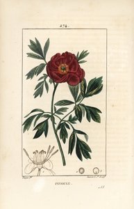 Peony officinale - európai bazsarózsa, Paeonia officinalis, virággal, levéllel és virágrészek körvonalával. Lambert Junior kézi csíkos rézmetszet Pierre Jean-Francois Turpin rajzából Chaumetonból, Poiret és Chamberet „” La F” című művéből alkotó: Pierre Jean Francois Turpin
