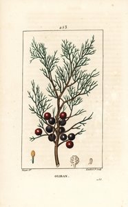 Phoenicie vagy Lycia Juniper vagy Red Juniper - Phoeniceai boróka, arar vagy tömjén, Juniperus phoenicea, ággal, levéllel és bogyóval. Lambert Junior kézi csíkos rézmetszet Pierre Jean-Francois Turpin rajzából, Chaumeton, Po alkotó: Pierre Jean Francois Turpin