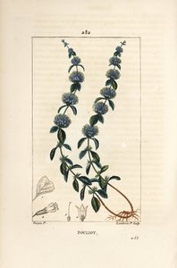 Pouliot Mint – Pennyroyal menta, Mentha pulegium, virággal, levéllel, szárral, gyökérrel és maggal. Lambert Junior kézi csíkos rézmetszet Pierre Jean-Francois Turpin rajzából Chaumetonból, Poiret és Chamberet „” La Flore Medicale” című művéből alkotó: Pierre Jean Francois Turpin