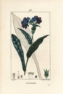 Pulmonalis officinale – Tüdőfű, Pulmonaria officinalis, virággal, levéllel, szárral és levéllel körvonalazva. Lambert Junior kézi csíkos rézmetszet Pierre Jean-Francois Turpin rajzából Chaumetonból, Poiret és Chamberet „” La” című művéből alkotó: Pierre Jean Francois Turpin