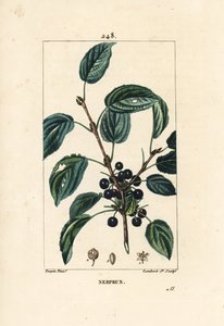 Tisztító tövis, katartikus kökény vagy hivatalos köktövis - Tisztító baktövis, Rhamnus cathartica. Lambert Junior kézi csíkos rézmetszet Pierre Jean-Francois Turpin rajzából Chaumetonból, Poiret és Chamberet „” La” című művéből alkotó: Pierre Jean Francois Turpin