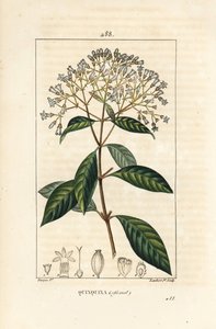 Quinquina – kinin vagy perui kéregfa, Cinchona officinalis, virággal, ággal, levéllel és maggal. Lambert Junior kézi csíkos rézmetszet Pierre Jean-Francois Turpin rajzából Chaumetonból, Poiret és Chamberet „” La Flo” című művéből