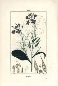 Retek – Retek, Raphanus sativus, virág, levél, mag és levél körvonalával. Lambert Junior kézi csíkos rézmetszet Pierre Jean-Francois Turpin rajzából Chaumetonból, Poiret és Chamberet „” La Flore Medicale” című művéből, Paris, Pa. alkotó: Pierre Jean Francois Turpin