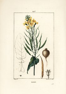 Repce vagy olajos mag, Brassica napus, levéllel, virággal és gyökérrel. Lambert Junior kézi csíkos rézmetszet Pierre Jean-Francois Turpin rajzából Chaumetonból, Poiret és Chamberet „” La Flore Medicale” című művéből, Paris, Panckoucke alkotó: Pierre Jean Francois Turpin