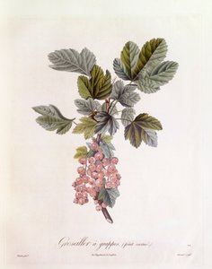 Piros ribizli (Ribes rubrum), Henry Louis Duhamel du Monceau, Pierre Jean Francois Turpin botanikai tányérja alkotó: Pierre Jean Francois Turpin
