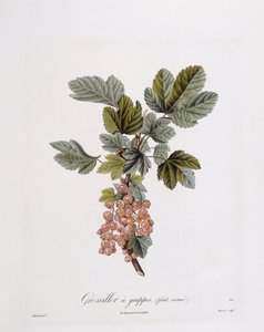 Piros ribizli (Ribes rubrum), Henry Louis Duhamel du Monceau, botanikai lemez Pierre Jean Francois Turpintól alkotó: Pierre Jean Francois Turpin