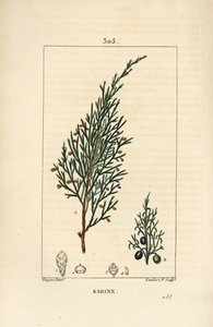 Sabine boróka, Juniperus sabina, bogyóval, levéllel, szárral és maggal. Lambert Junior kézi csíkos rézmetszet Pierre Jean-Francois Turpin rajzából Chaumetonból, Poiret és Chamberet „” La Flore Medicale” című művéből, Paris, Panckoucke alkotó: Pierre Jean Francois Turpin