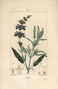 Sage officinale – Közönséges zsálya, Salvia officinalis, virággal, levéllel, szárral és maggal. Lambert Junior kézi csíkos rézmetsze Pierre Jean-Francois Turpin rajzából Chaumetonból, Poiret és Chamberet „” La Flore Medicale” című művéből” alkotó: Pierre Jean Francois Turpin