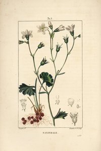 Saxifrage granulee vagy Saxifrage a bulbbles - Réti szaxifrage, Saxifraga granulata, virággal, levéllel, szárral és gyökérrel. Lambert Junior kézi csíkos rézmetszet Pierre Jean-Francois Turpin rajzából, Chaumeton, Poiret és Cha alkotó: Pierre Jean Francois Turpin