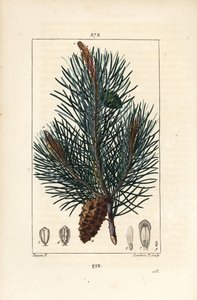 Erdei fenyő – Vadfenyő vagy erdeifenyő, Pinus sylvestris, ággal, tűvel és fenyőtobozgal. Lambert Junior kézi csíkos rézmetszet Pierre Jean-Francois Turpin rajzából Chaumetonból, Poiret és Chamberet „” La Flore M” című művéből alkotó: Pierre Jean Francois Turpin