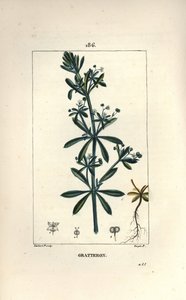 Scratteron vagy rieble, grateron, tongue scratch, gaille - Libafű, Galium aparine. Lambert Junior kézi csíkos rézmetsze Pierre Jean-Francois Turpin rajzából Chaumetonból, Poiret és Chamberet „” La Flore Medicale” című művéből” alkotó: Pierre Jean Francois Turpin