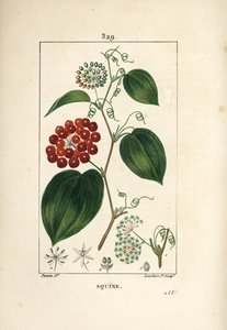 Smilax Variety - kínai smilax, Smilax porcelán, virággal, indával, levéllel és gyümölccsel. Lambert Junior kézi csíkos rézmetsze Pierre Jean-Francois Turpin rajzából Chaumetonból, Poiret és Chamberet „” La Flore Medicale” című művéből” alkotó: Pierre Jean Francois Turpin