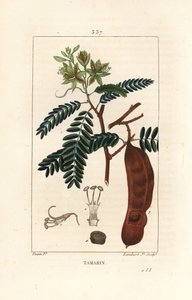 Tamarind - Tamarind, Tamarindus indica, virágot, levelet és maghüvelyt mutat. Lambert Junior kézi csíkos rézmetszet Pierre Jean-Francois Turpin rajzából Chaumetonból, Poiret és Chamberet „” La Flore Medicale” című művéből, Paris, Panc alkotó: Pierre Jean Francois Turpin