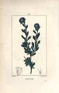 Különböző gömb alakú - háromfogú levelű globularia, Globularia fruticosa. Lambert Junior kézi csíkos rézmetszet Pierre Jean-Francois Turpin rajzából Chaumetonból, Poiret és Chamberet „” La Flore Medicale” című művéből, Paris, Panc alkotó: Pierre Jean Francois Turpin