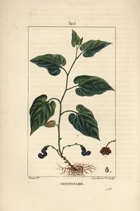 Virginia Snakeroot – Virginiai kígyógyökér, Aristolochia serpentaria, virággal, levéllel, szárral, maggal és gyökérrel. Lambert Junior kézi csíkos rézmetszet Pierre Jean-Francois Turpin rajzából Chaumetonból, Poiret és Chamberet " alkotó: Pierre Jean Francois Turpin