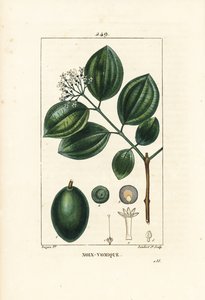Vomiker - Strychnin fa vagy mérges dió, Strychnos nux-vomica, gyümölccsel, maggal, levéllel és virággal. Lambert Junior kézi csíkos rézmetszet Pierre Jean-Francois Turpin rajzából Chaumetonból, Poiret és Chamberet „” La Flore” című művéből alkotó: Pierre Jean Francois Turpin