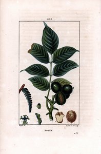 Dió ág dióval - Diófa, Juglans regia, ággal, levelekkel, érett gyümölccsel, dió héjában és részében. Lambert Junior kézi csíkos rézmetszet Pierre Jean-Francois Turpin rajzából, Chaumeton, Poiret et Chamber alkotó: Pierre Jean Francois Turpin