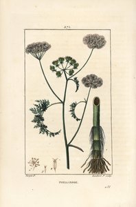Vízcsepp vagy vízi bürök, Oenanthe aquatica (Phellandrium aquatica), virággal, levéllel, szárral és gyökérrel. Lambert Junior kézi csíkos rézmetszet Pierre Jean-Francois Turpin rajzából, Chaumeton, Poiret és Chamberet alkotó: Pierre Jean Francois Turpin