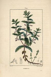 Vízi germandree - Vízi germandra, Teucrium scordium, virággal, levéllel, szárral és gyökerekkel. Lambert Junior kézi csíkos rézmetszet Pierre Jean-Francois Turpin rajzából Chaumetonból, Poiret és Chamberet „” La Flore Medi” című művéből alkotó: Pierre Jean Francois Turpin
