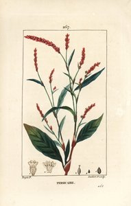 Vízipaprika knotwee - Vízipaprika, Persicaria hydropiper (Polygonum hydropiper), virággal, szárral és levelekkel. Lambert Junior kézi csíkos rézmetsze Pierre Jean-Francois Turpin rajzából, Chaumeton, Poiret és Chamberet alkotó: Pierre Jean Francois Turpin