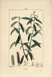Fehér vagy ezüstfűz, fehér fonott - fehér fűzfa, Salix alba, levéllel, virággal, hím és nőstény barkával, gyümölccsel és magvakkal. Lambert Junior kézi csíkos rézmetszet Pierre Jean-Francois Turpin rajzából, Chaumeton, Poi alkotó: Pierre Jean Francois Turpin