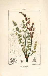Vadrebarbara – Rhapontic vagy hamis rebarbara, Rheum rhapontium, virág, szár, mag és levél körvonalával. Lambert Junior kézi csíkos rézmetszet Pierre Jean-Francois Turpin rajzából Chaumetonból, Poiret és Chamberet „” La” című művéből