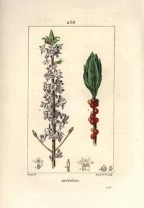 Fa szép, csinos, zöld, zöld fa, Daphne szép fa - Mezereon, Daphne mezereum. Lambert Junior kézi csíkos rézmetsze Pierre Jean-Francois Turpin rajzából Chaumetonból, Poiret és Chamberet „” La Flore Medicale” című művéből” alkotó: Pierre Jean Francois Turpin