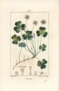 Erdei sóska, Oxalide (oxalis) des bois - Erdei sóska, Oxalis acetosella, virággal, levéllel, szárral, maggal és gyökérrel. Lambert Junior kézi csíkos rézmetszete Pierre Jean-Francois Turpin Chaumeton, Poiret és Chambere rajzából alkotó: Pierre Jean Francois Turpin