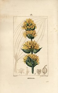 Sárga tárnics vagy nagy tárnics - encián, Gentiana lutea. Lambert Junior kézi csíkos rézmetszet Pierre Jean-Francois Turpin rajzából Chaumetonból, Poiret és Chamberet „” La Flore Medicale” című művéből, Paris, Panckoucke alkotó: Pierre Jean Francois Turpin