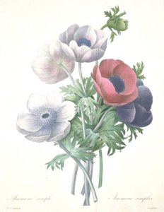 Egyszerű kökörcsin, Anemone simplex, François Langlois metszet, a legszebb virágok és legszebb gyümölcsök válogatásából