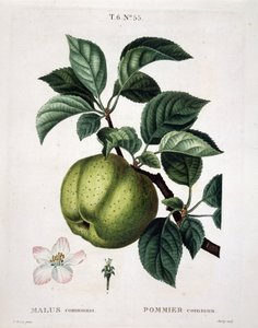 Almafa – a „” New Duhamel du Monceau-ban vagy a Franciaországban termesztett fák és cserjék csemegéje”, P. J. Redoute és P. Bessa rajzai nyomán, Párizs alkotó: Pierre Joseph (after) Redoute