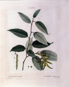 Botanikai: a báj ága. A Nouveau Duhamel du Monceau-ból vett tányér vagy a Finnországban termesztett fák és cserjék csemege"" Pierre Joseph Redoute (1759-1840) akvarellje 1819 alkotó: Pierre Joseph (after) Redoute