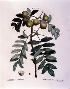 Botanikai: a cormier (Sorbus domestica) ága. „” Nouveau Duhamel du Monceau-ból készült tányér vagy Franciaországban termesztett fák és cserjék csemege”” Pierre Joseph Redoute (1759-1840) akvarellje 1819