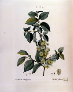 Növénytan: szilág. Tányér a „Nouveau Duhamel du Monceau-ból vagy a Finnországban termesztett fák és cserjék csemege”” Pierre Joseph Redoute (1759-1840) akvarellje, 1819