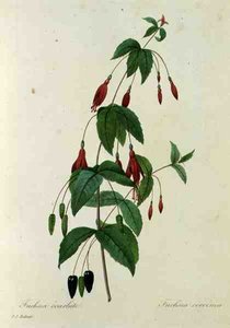 Fuchsia coccinea, a 